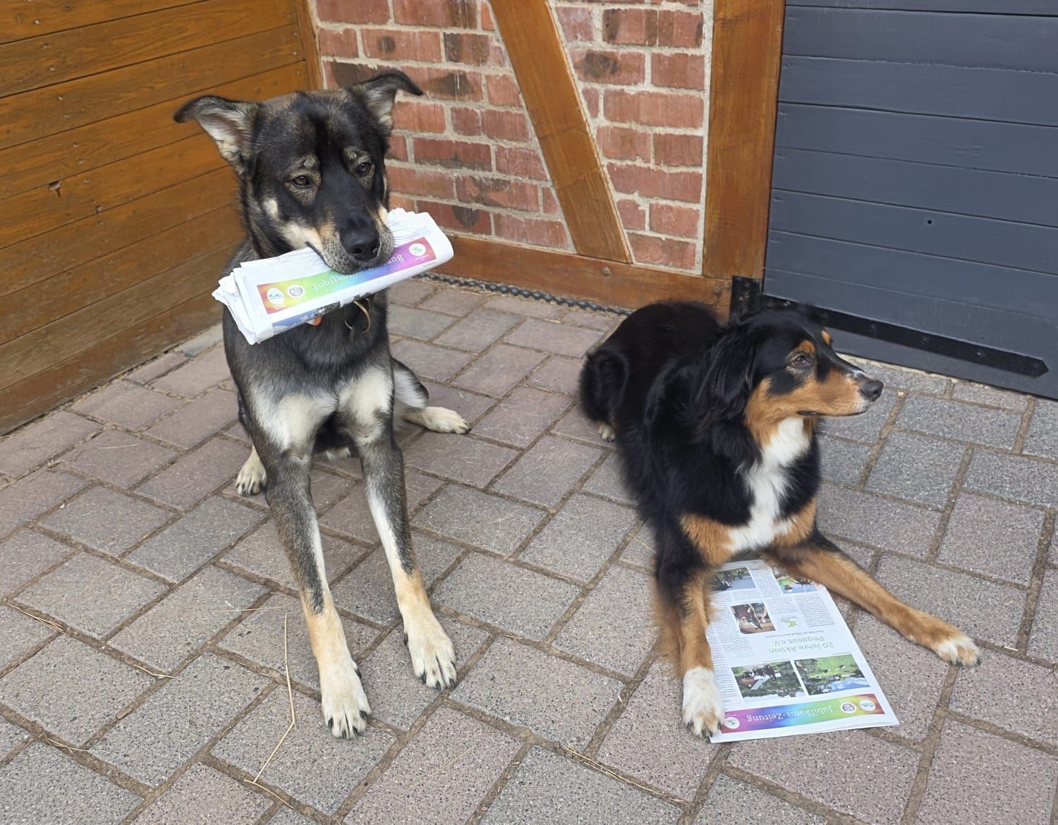 JUBILÄUMS-ZEITUNG: 20 Jahre Aktion Pegasus e.V.                                                           -zwei Höfe, ein Weg & eine Philosophie